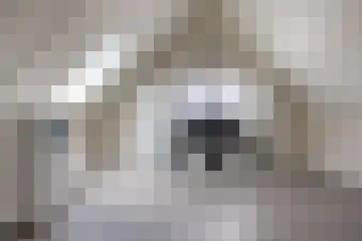 Suikerpeer 95 Boskoop thumbnail 34