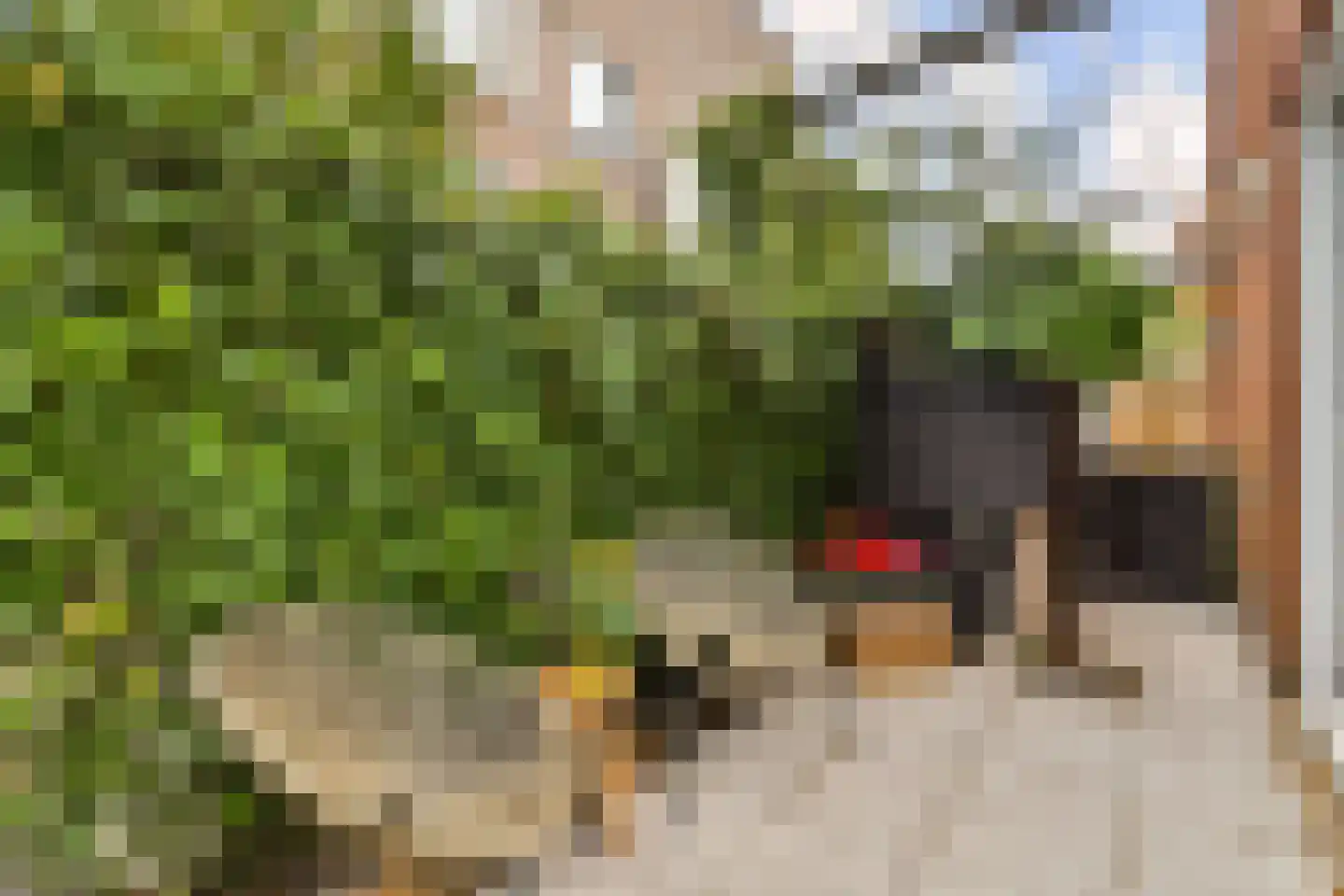 Suikerpeerpad 11 Amsterdam thumbnail 16