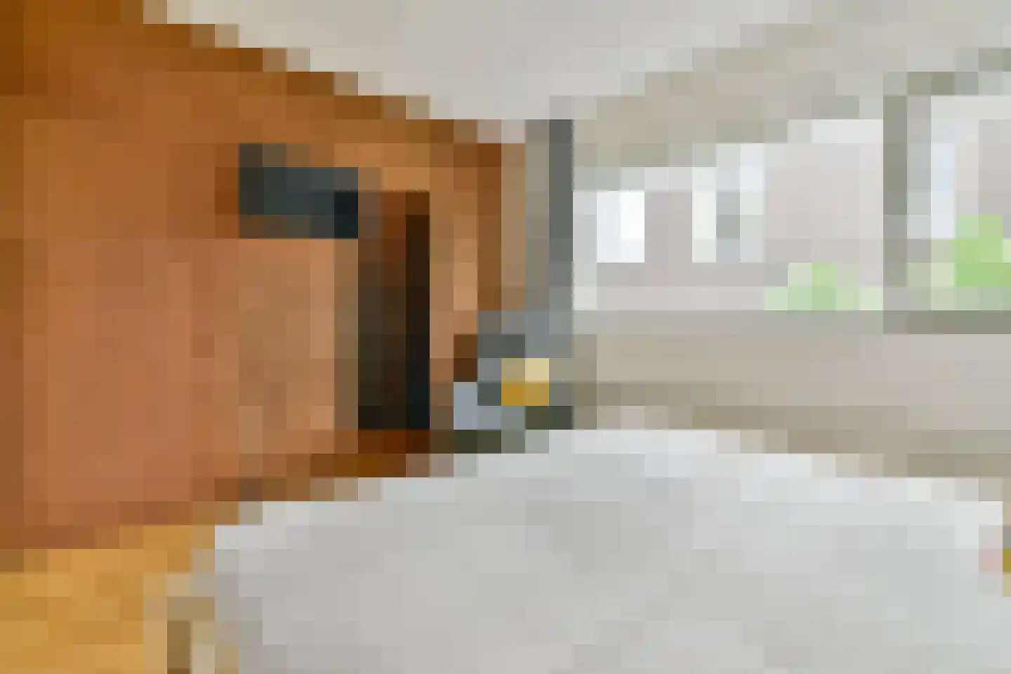 Suikerpeerpad 11 Amsterdam thumbnail 23