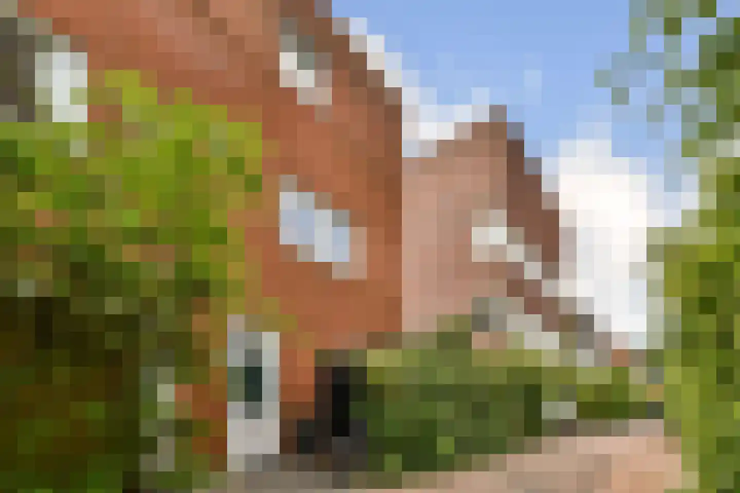 Suikerpeerpad 11 Amsterdam thumbnail 30