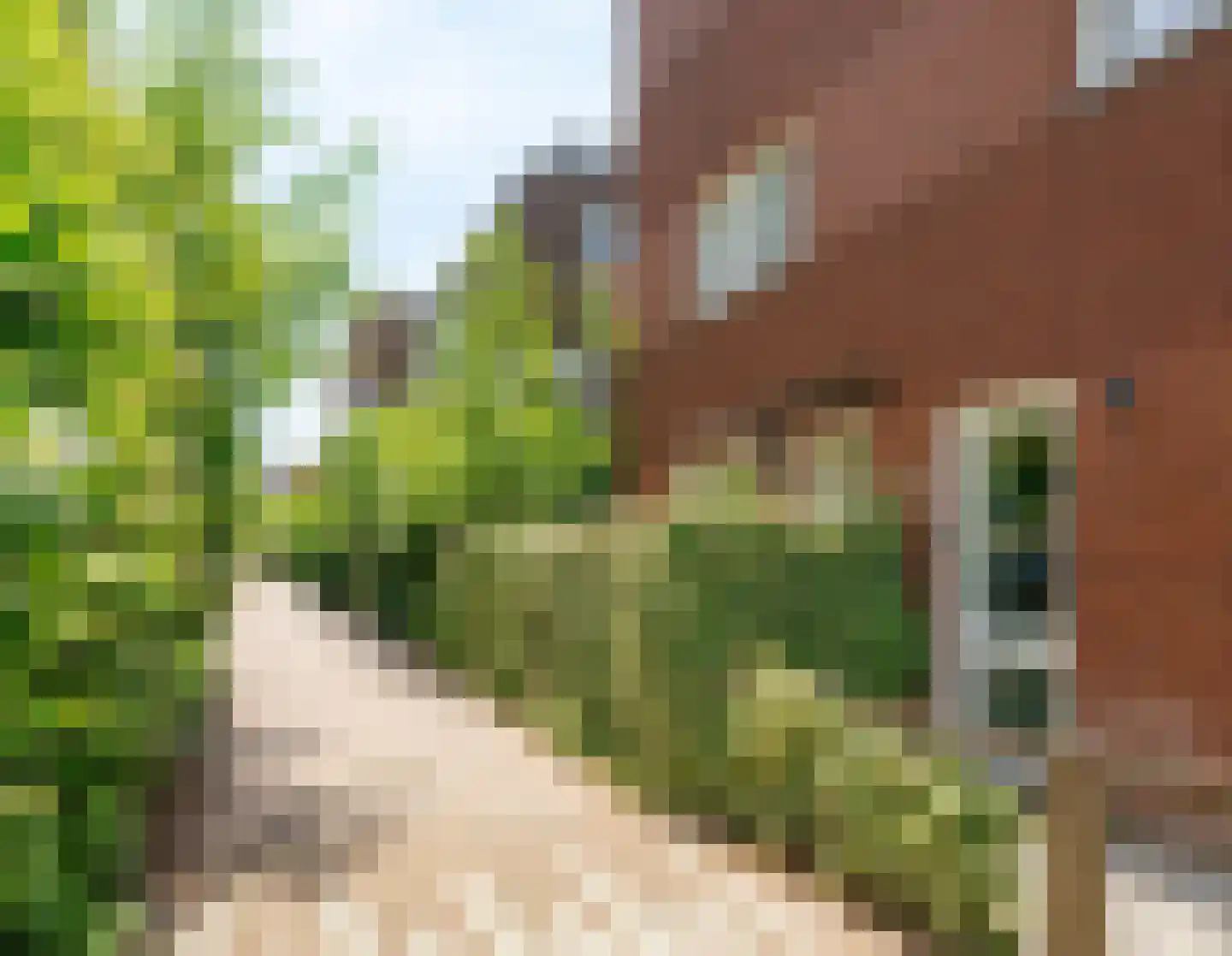 Suikerpeerpad 29 Amsterdam thumbnail 30