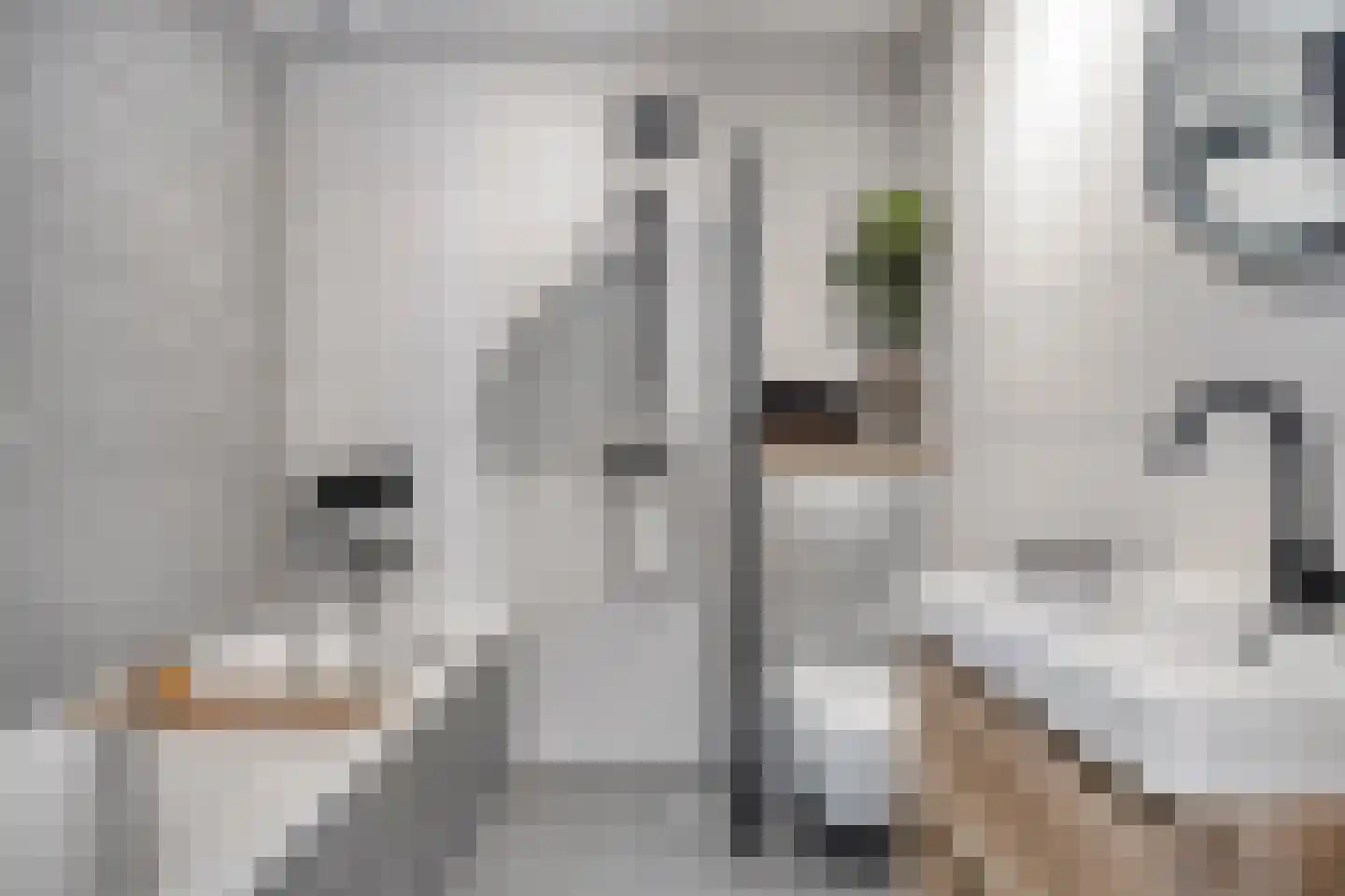 Suikerpeerpad 3 Amsterdam thumbnail 26