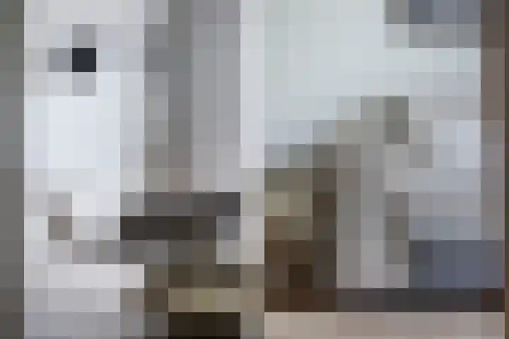 Suite 35 Zwijndrecht thumbnail 18