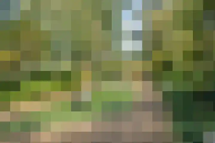 Sulawesi 25 Purmerend thumbnail 33