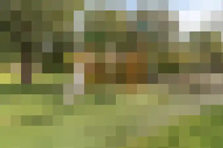 Sulawesi 25 Purmerend thumbnail 34