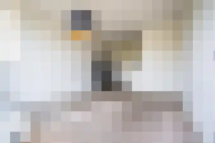 Sumatra 102 Zoetermeer thumbnail 5
