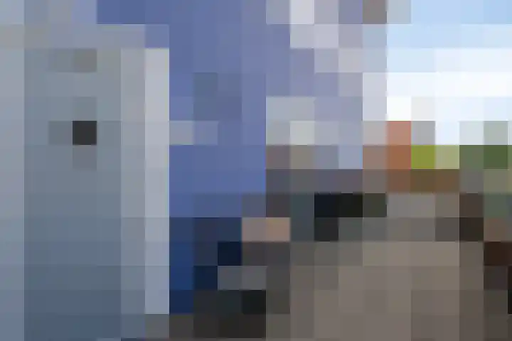 Sumatra 64 Zoetermeer thumbnail 26