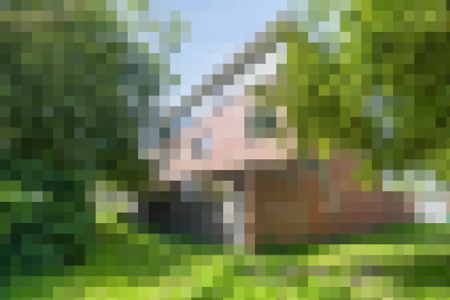 Sumatra 71 Purmerend thumbnail 37