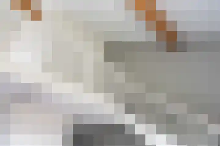 Sumatra 86 Zoetermeer thumbnail 22