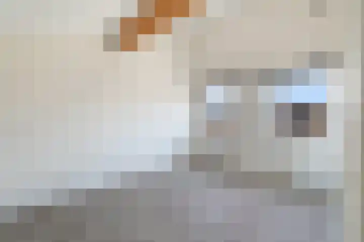 Sumatra 86 Zoetermeer thumbnail 30