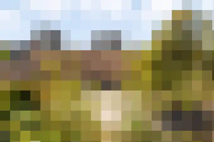 Sumatraplantsoen 130 Amsterdam thumbnail 29