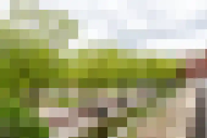 Sumatraplantsoen 62 Amsterdam thumbnail 31