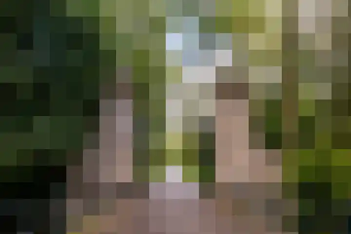 Sumatraplantsoen 62 Amsterdam thumbnail 39