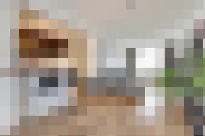 Sumatrastraat 33 's-Hertogenbosch thumbnail 6