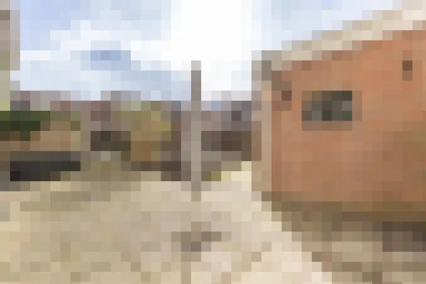 Sumatrastraat 48 Leiden thumbnail 14