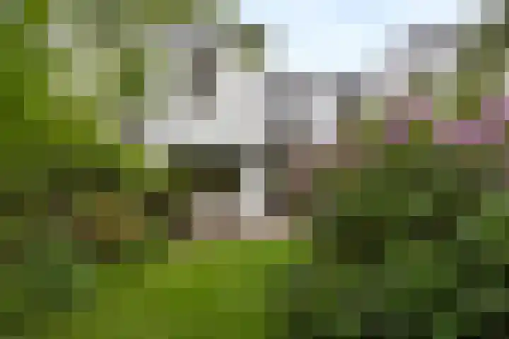 Sumatrastraat 8 Nijmegen thumbnail 37