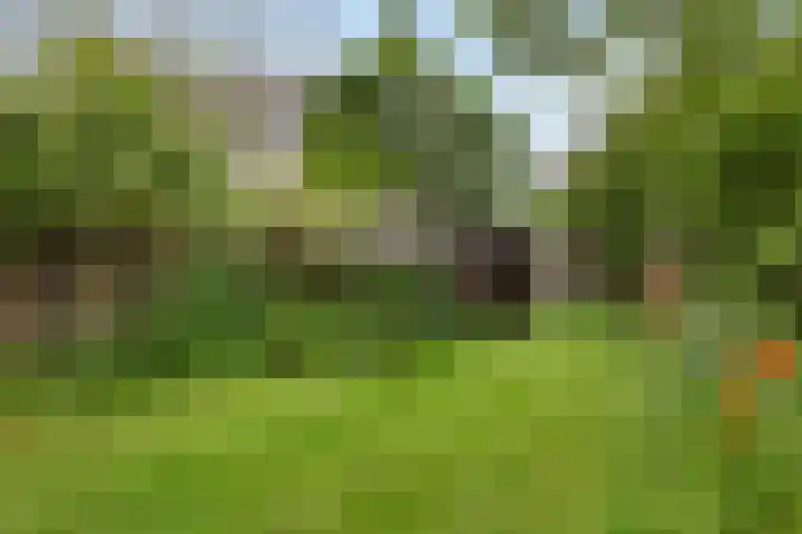 Sumatrastraat 8 Nijmegen thumbnail 39