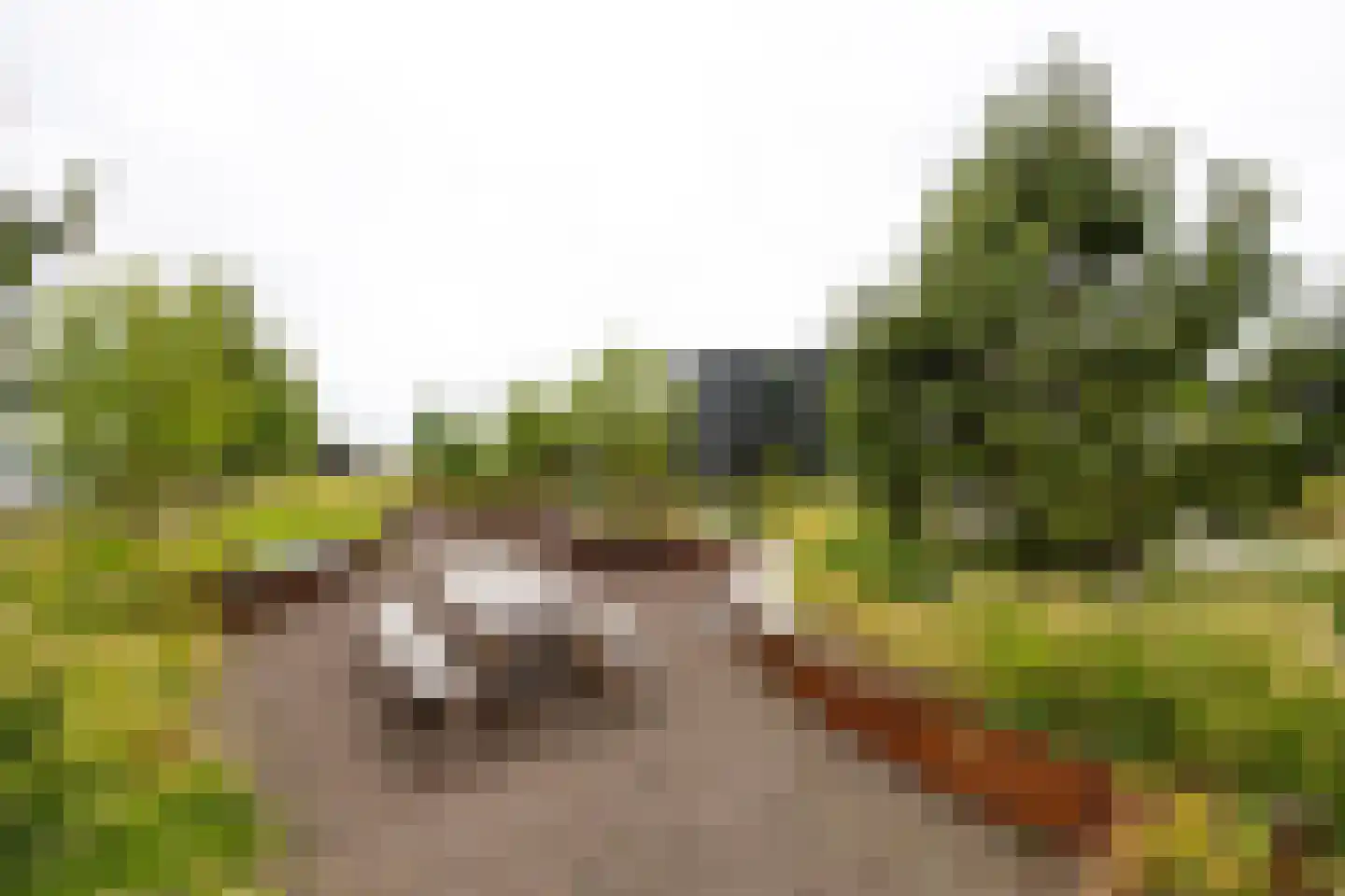 Surinamepad 128 Haarlem thumbnail 27
