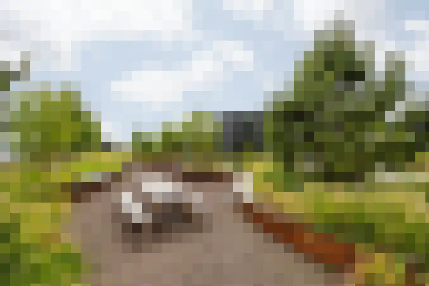 Surinamepad 132 Haarlem thumbnail 24