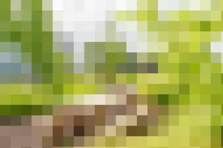 Surinamepad 192 Haarlem thumbnail 36