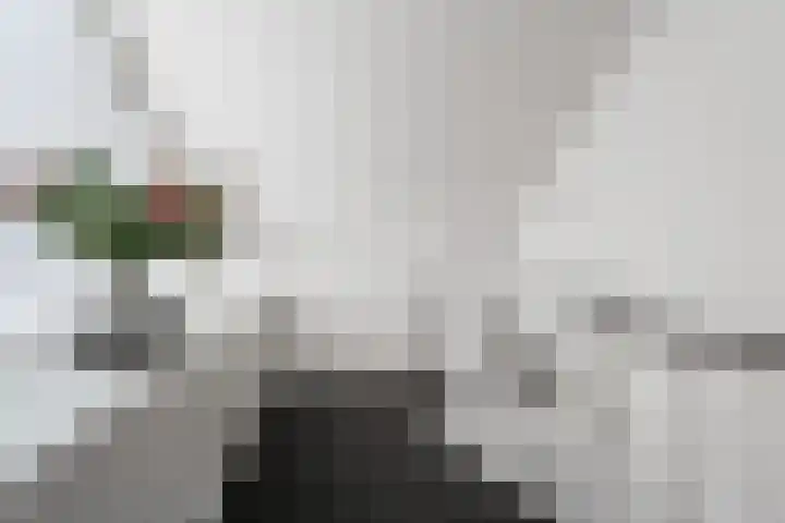 Surinkhof 9 Dieren thumbnail 34