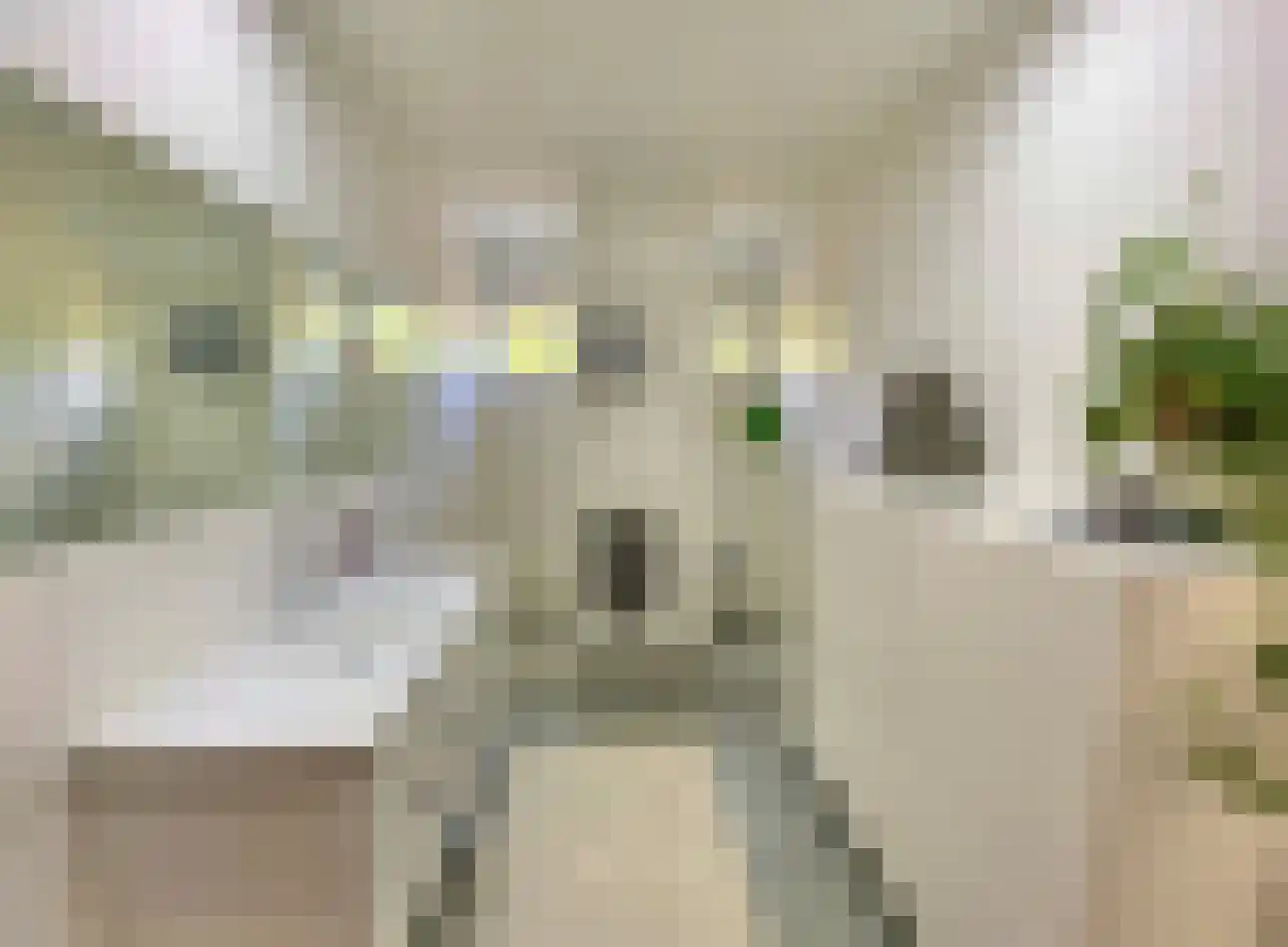 Susterselerweg 4 Jabeek thumbnail 35