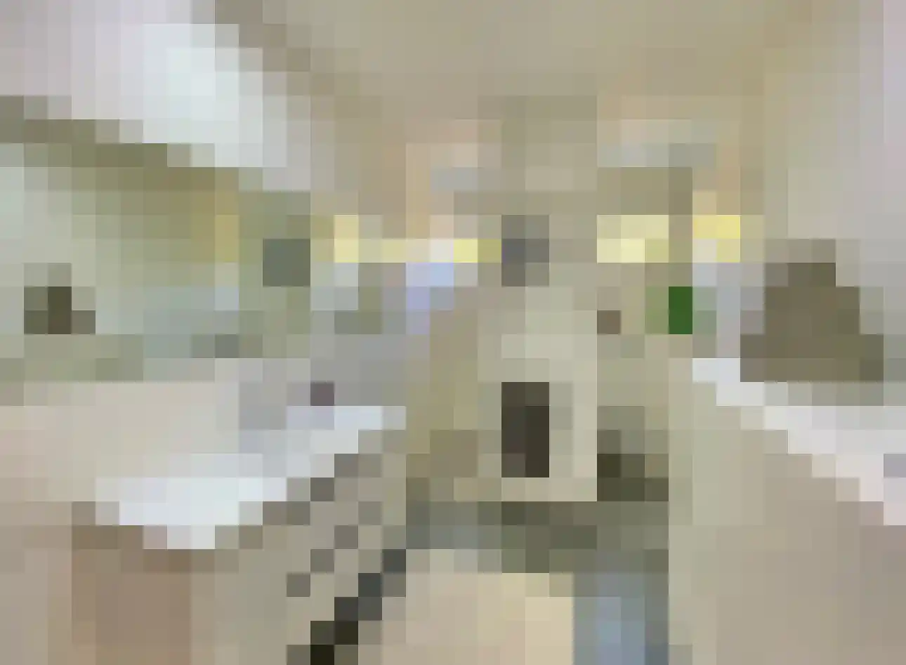 Susterselerweg 4 Jabeek thumbnail 36