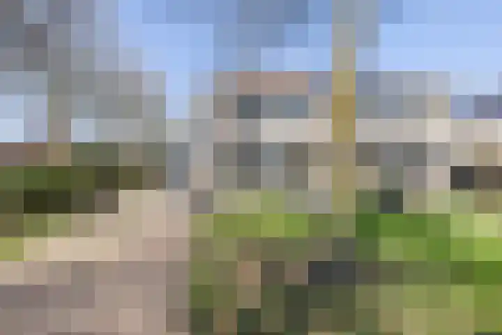 Suuddal 45 Zuidwolde thumbnail 60