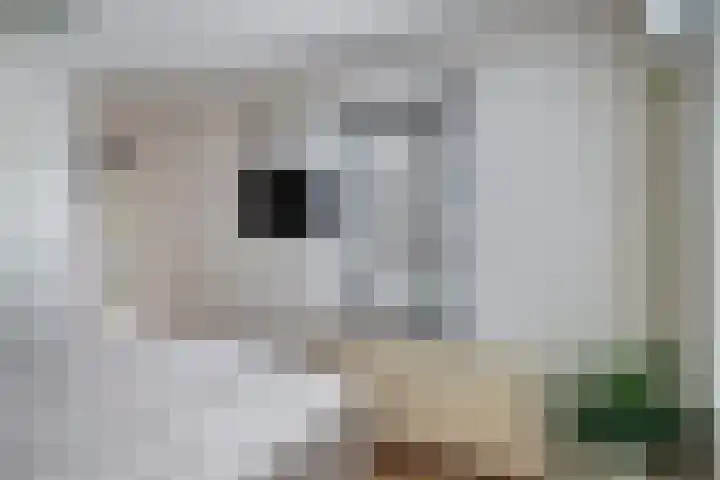 Suurhoffstraat 15 Zwolle thumbnail 37