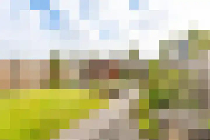Suze Groeneweglaan 79 Vlissingen thumbnail 22