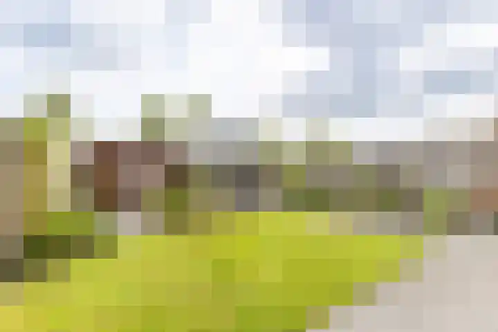 Suze Groeneweglaan 79 Vlissingen thumbnail 24
