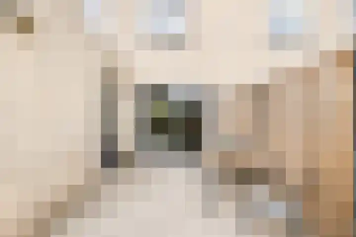 Suze Groeneweglaan 79 Vlissingen thumbnail 25