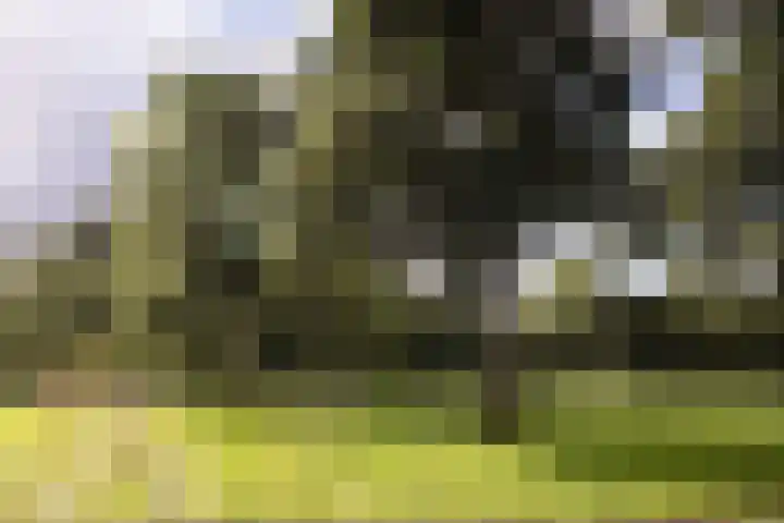 Suze Groenewegplantsoen 81 Amsterdam thumbnail 33