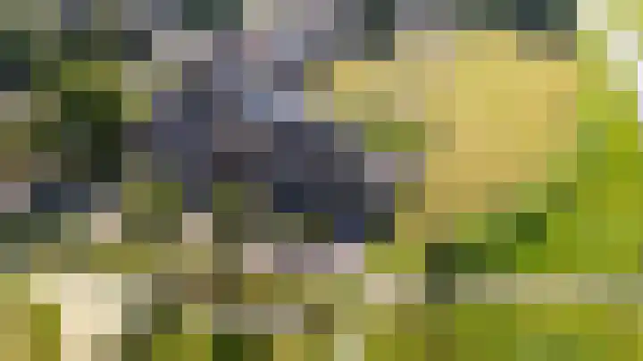 Swaenwerterdyk 7 Wiuwert thumbnail 37