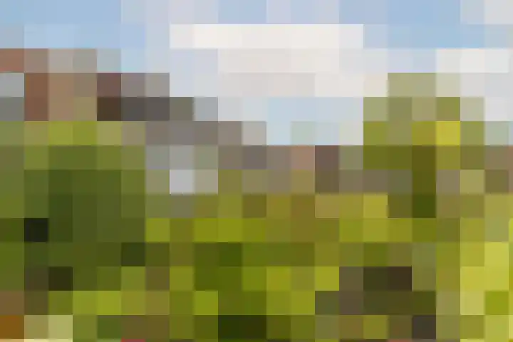 Swammerdamsingel 45 Schiedam thumbnail 31