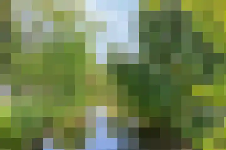 Swammerdamsingel 73 B Schiedam thumbnail 31
