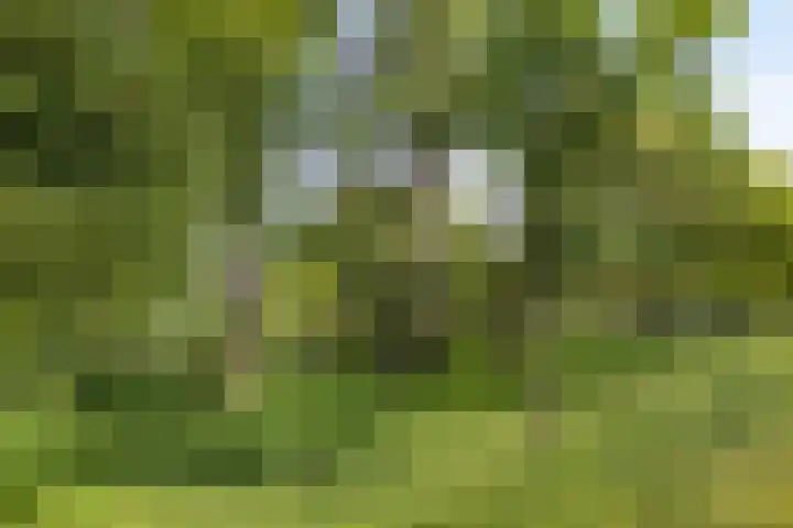 Swammerdamsingel 73 B Schiedam thumbnail 32