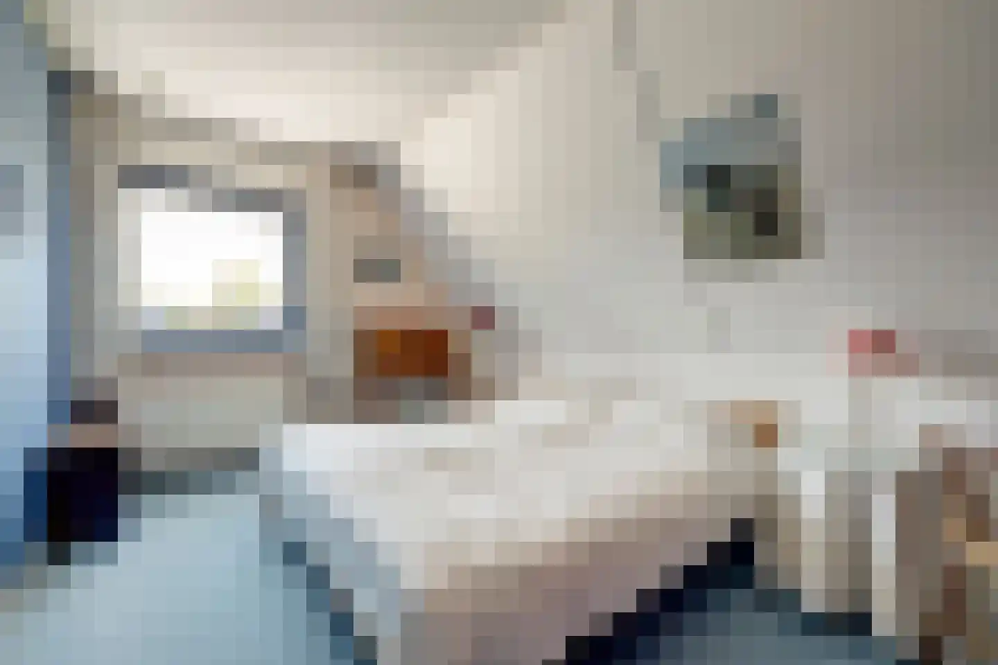 Swanneblom 18 Koudum thumbnail 17