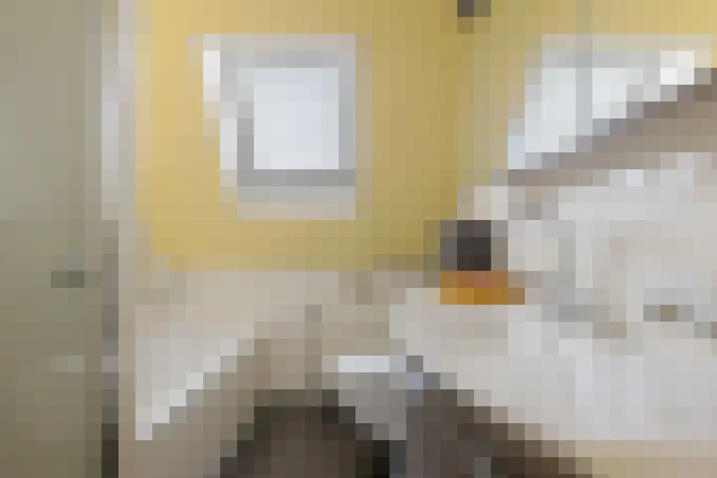 Swanneblom 8 Koudum thumbnail 34