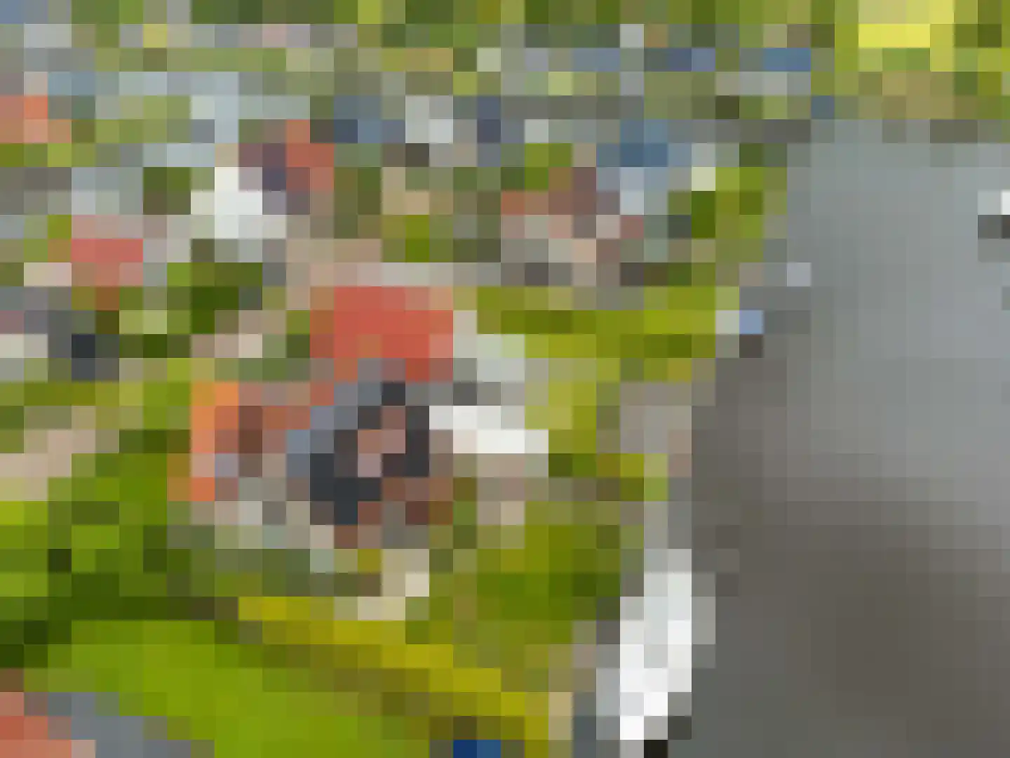 Swanneblom 8 Koudum thumbnail 49