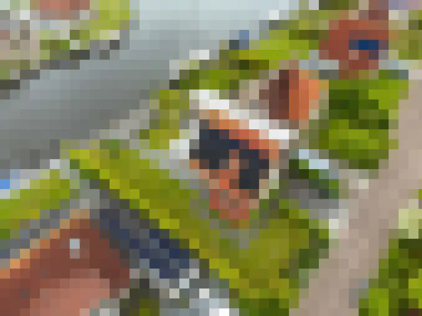 Swanneblom 8 Koudum thumbnail 50