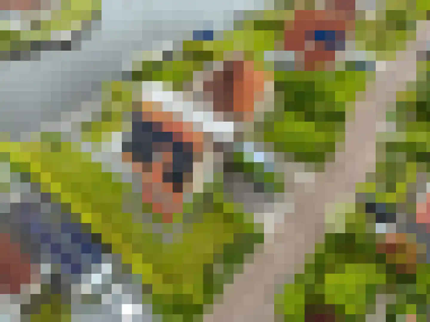 Swanneblom 8 Koudum thumbnail 53