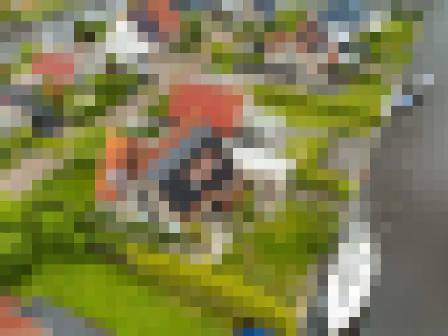 Swanneblom 8 Koudum thumbnail 54
