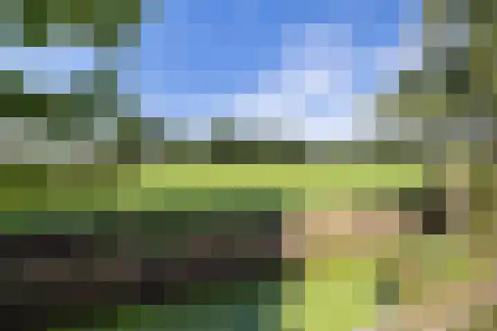 Swarte Wyk 13 Drachtstercompagnie thumbnail 4