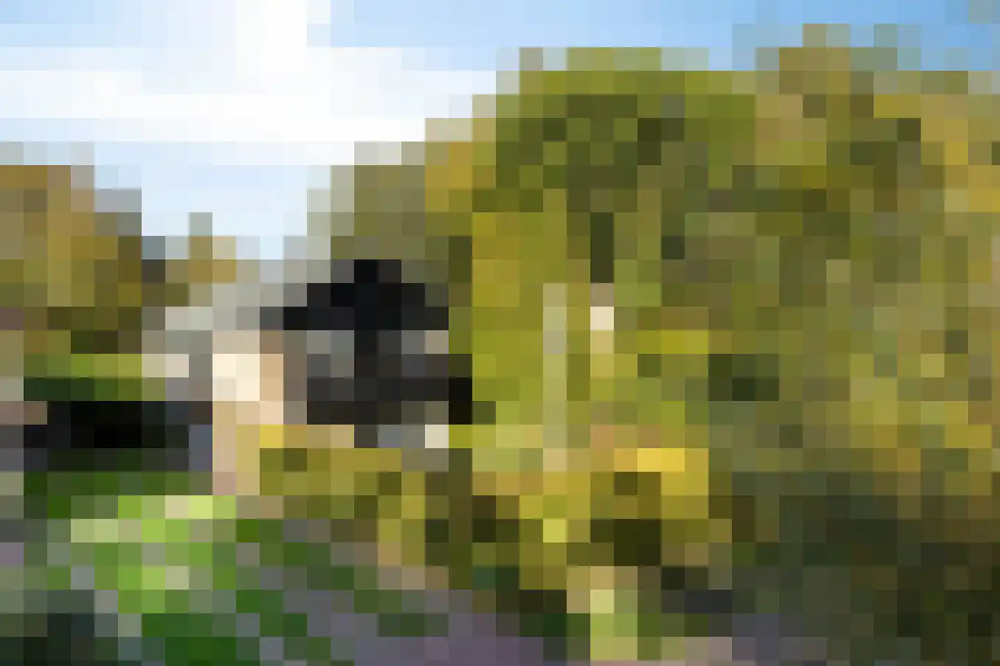 Swedera van Runenweg 13 in Diepenveen