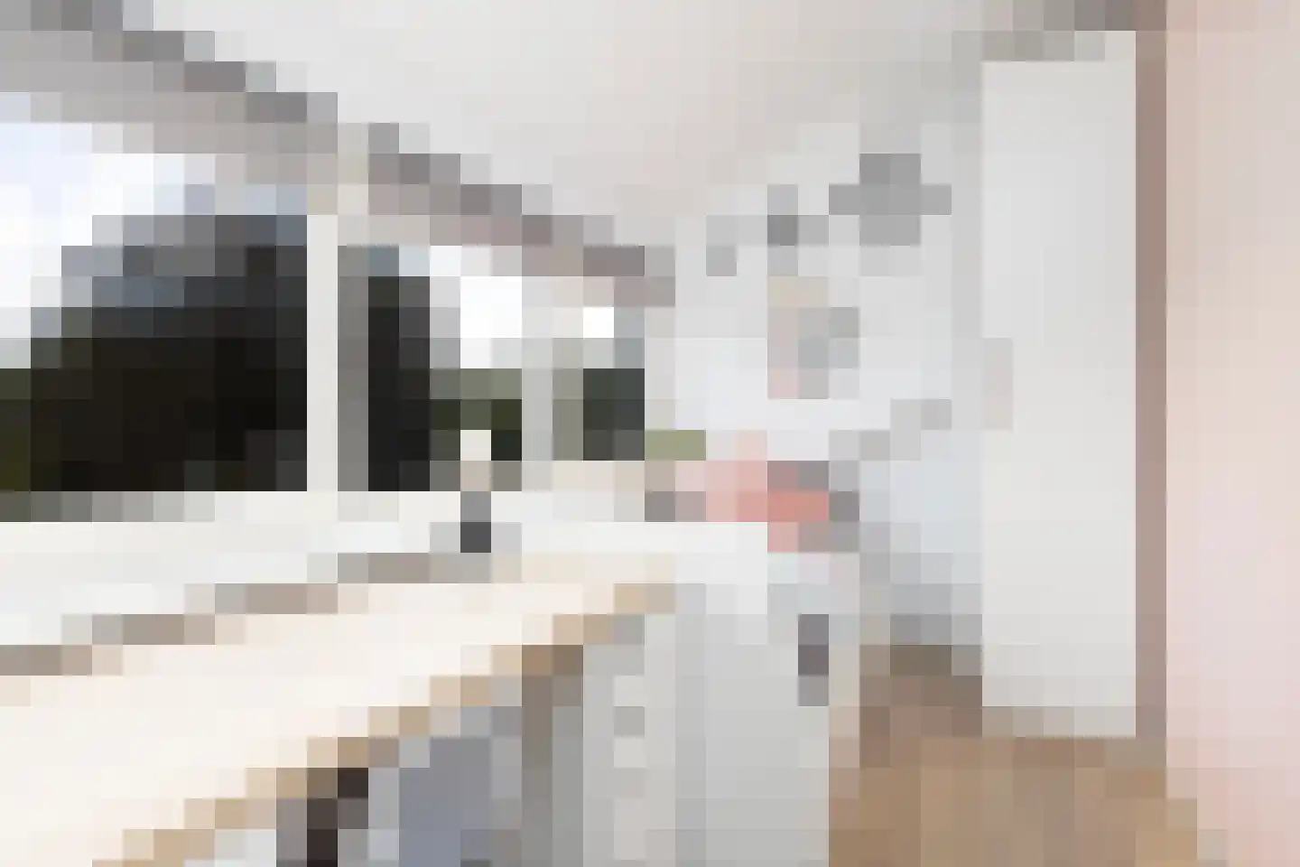 Sweelincklaan 19 Dieren thumbnail 38