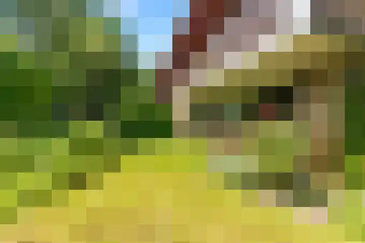 Sweelinckstraat 5 Heemskerk thumbnail 41