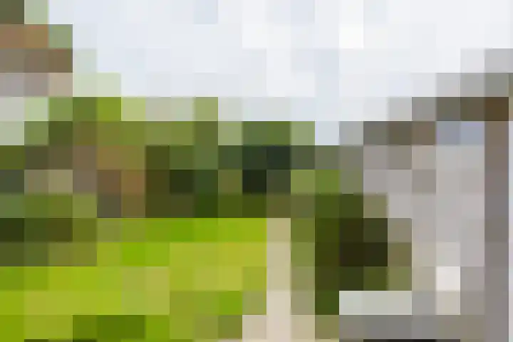 Swettebuorren 24 Aldeboarn thumbnail 18