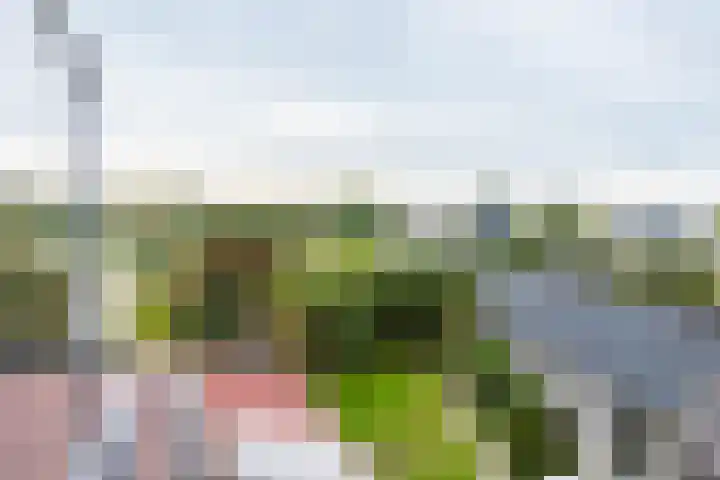 Swettebuorren 24 Aldeboarn thumbnail 22
