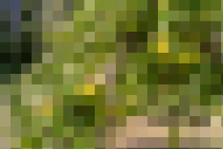 Swichumerdyk 19 Wirdum thumbnail 22